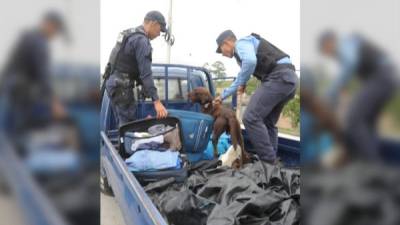 Un perro inspecciona el equipaje de un carro.