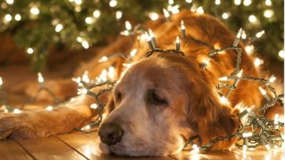 Desconecta las series de luces antes de dormir o al salir de la casa.