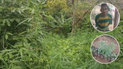 El hombre tenía 200 plantas de supuesta marihuana cultivadas.