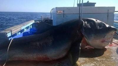 El gigantesco tiburón había atacado a varios surfistas según medios locales.