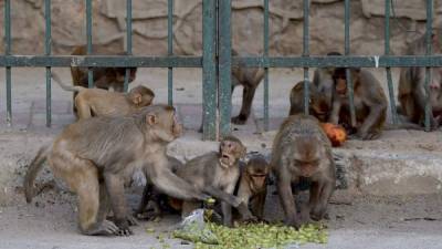 Las autoridades indias se enfrentan constantemente al problema de los monos ladrones.