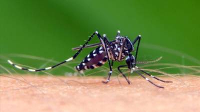 Mosquito Aedes Aegypti, transmisor del virus del dengue.