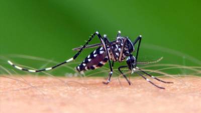 Mosquito Aedes Aegypti, transmisor del virus del dengue.