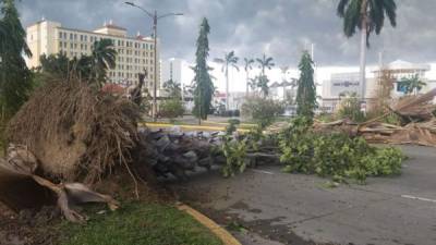 Un árbol caído en la ciudad de San Pedro Sula, departamento de Cortés, zona norte de Honduras.