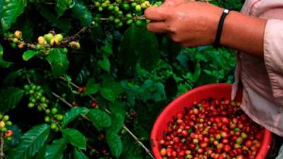 En la cosecha 2019-2020, Honduras prevé exportar 8,5 millones de quintales y espera recibir unos 900 millones de dólares.