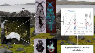 Los científicos han encontrado trozos de poliestireno en las tripas de pequeños organismos que viven en el suelo en la Antártida. Foto AFP