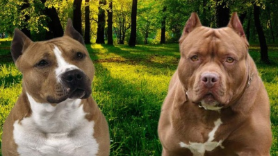 Este tipo de animales pueden llevan a convivir con otros, pero que se críen desde pequeño.