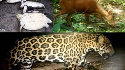 El jaguar, puma y águila arpía pueden desaparecer por la deforestación, caza ilegal, destrucción de nidos y apertura de tramos carreteros en la Biosfera