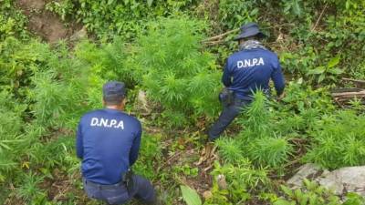 Agentes de la Dnpa cuando cortaban las plantas de marihuana.
