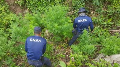 Agentes de la Dnpa cuando cortaban las plantas de marihuana.