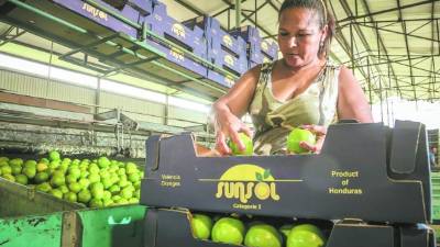 Una mujer se encarga de empacar las naranjas valencia de Yoro.