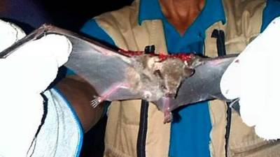 Un murciélago capturado en El Porvenir. Fotos: Samuel Zelaya