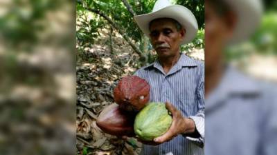 Un productor muestra cacaos cosechados.