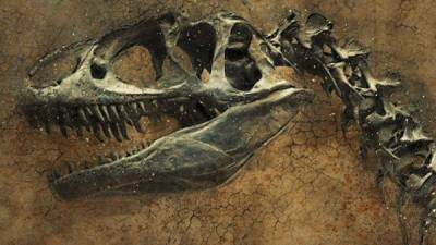 Se trata del Overoraptor chimentoi, hallado en rocas de unos 90 millones de años.