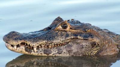 Los caimanes habitan de manera repetida distribuidor en las regiones de América.