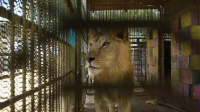 Los leones son una especie 'vulnerable'.