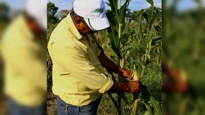 Los productores de maíz están pidiendo a la industria de las harinas que el precio del quintal se fije en 350 lempiras.
