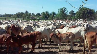 El ganado asegurado a los Rosenthal.