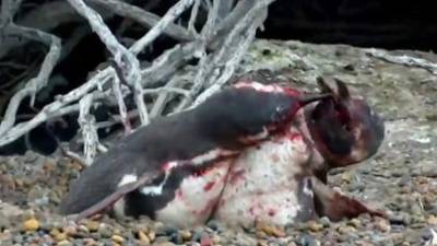 Los animalitos terminaron ensangrentados tras la fuerte pelea.