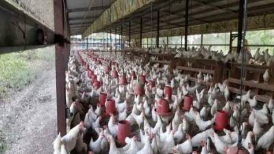 EFECTOS. La actividad avícola ha sido una de las más afectadas por cobros disfrazados de tasas municipales.