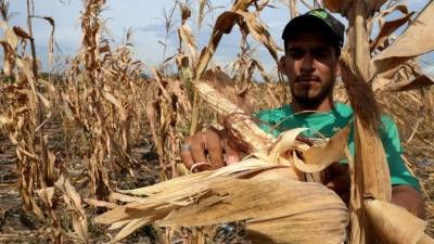 Un productor revisa sus cultivos de granos básicos.