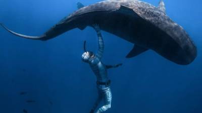 Los tiburones blancos viven en las aguas cálidas y templadas de casi todos los océanos (Foto AFP).