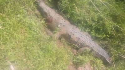 Imagen de uno de los cocodrilos encontrados.