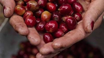 La campesina Yakelin Ponce muestra los granos de café cortados en una finca en la comunidad del Piliguin al este de Tegucigalpa, el 7 de enero de 2021.