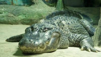 Un caimán legendario muere a los 84 años en el zoo de Moscú.