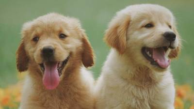 Se desconocía cómo los perros perciben la palabra humana y su fonética.