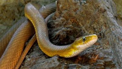 Las serpientes son objeto de estudio por la ciencia de manera frecuente.