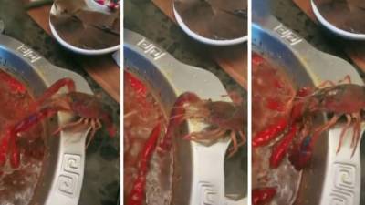 Las medidas tomadas por un animal para no caer en una olla hirviendo se viralizó en redes sociales. Foto redes.