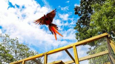 Las Guacamayas fueron liberadas en Copán Ruinas.