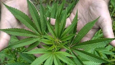 El consumo de marihuana puede provocar varios daños en el cerebro.