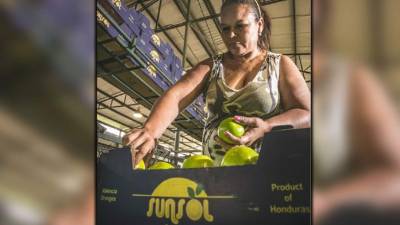 Una mujer empaca cítricos para la exportación.