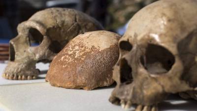 Los fósiles representan una fase temprana en la evolución de nuestra especie. EFE/Archivo