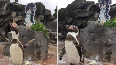 Este pingüino de Humboldt, bautizado Pequeña Uva, se hizo célebre al enamorarse de una imagen en cartón de Hululu, una heroína de dibujos animados.// Foto redes.