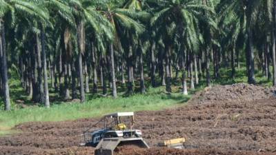 Las exportaciones de palma representan uno de los mayores generadores de divisas del país. Foto: Bessy Lara