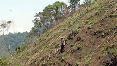 Una ladera de la reserva de El Merendón afectada por las quemas de agricultores.