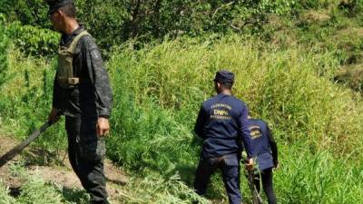 Momento en que los agentes destruían las plantas de marihuana.