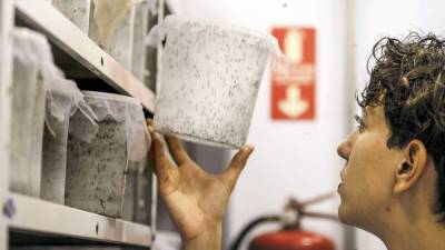 Un empleado revisa un recipiente con insectos transgénicos en un laboratorio de Oxitec en Brasil.