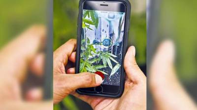 A la caza de Pokémones en Ciudad de Mexico.