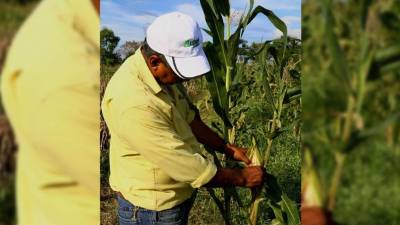 Pérdidas de granos por sequía son del 50%.