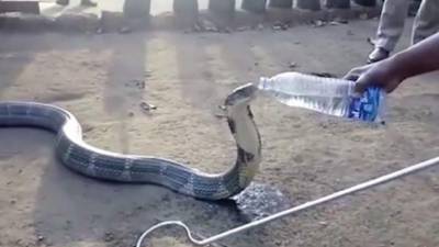 Un grupo de hombres valientes le dieron agua a una cobra.