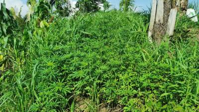 La operación del Ejército se llevó acabo en la comunidad de Las Mangas, Tocoa, Colón.