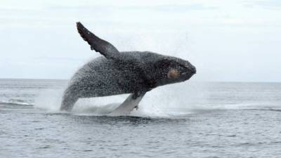 Ottawa fortaleció las protecciones a mamíferos marinos (Foto de AFP).