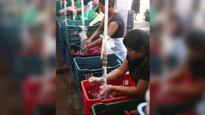 Empleadas trabajan en una planta procesadora de hortalizas para la exportación.