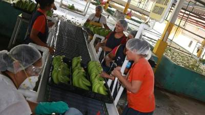 Mujeres seleccionan racimos para exportación.