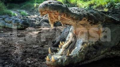 La alcaldía de San Manuel, Cortés, ofreció ayudar a conseguir comida para los cocodrilos; pero solo podrán hacerlo una semana. Fotos: Yoseph Amaya