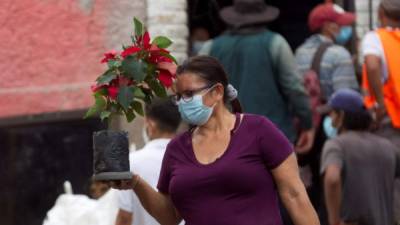 Unaa mujer carga una flor de pascua en la comunidad de El Chimbo, noreste de Tegucigalpa (Honduras). EFE